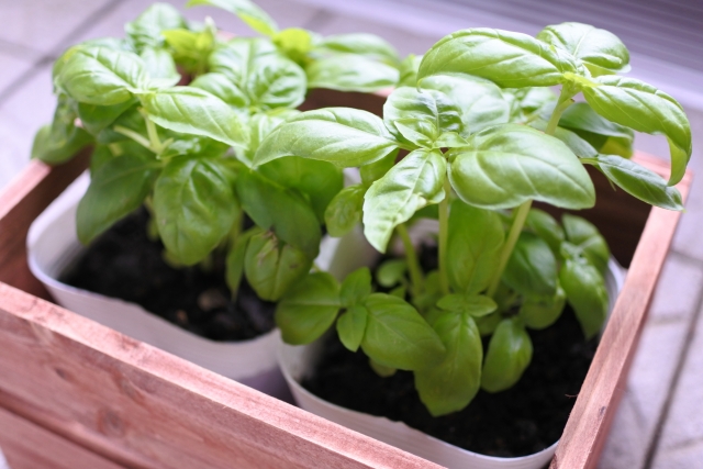 パスタの食材 ハーブ Tomato Basil